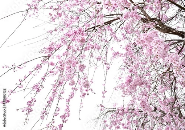 Obraz 日本の庭の美しい枝垂れ桜、しだれ桜のクローズアップ、桜の花