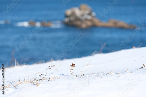 Obraz 雪の中の植物
