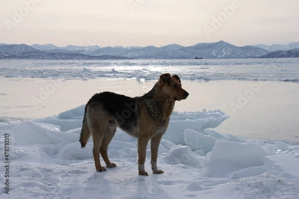 Fototapeta Brave dog