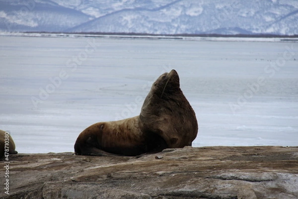 Obraz Sea lions in Avacha Bay