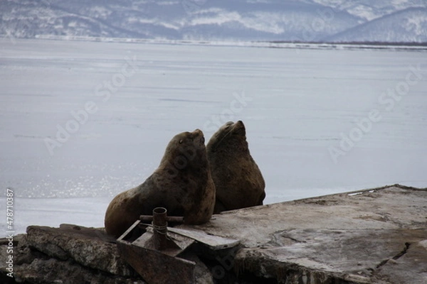 Obraz Sea lions in Avacha Bay