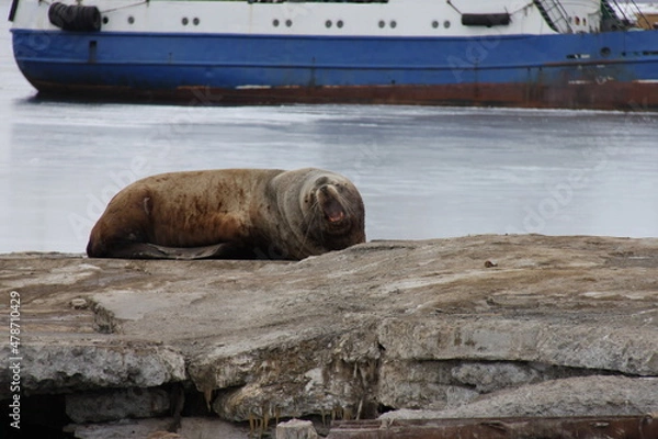 Obraz Sea lions in Avacha Bay