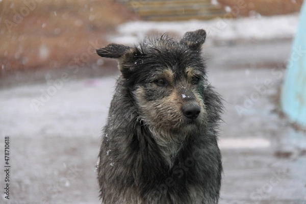 Obraz Stray dogs on the streets of the city