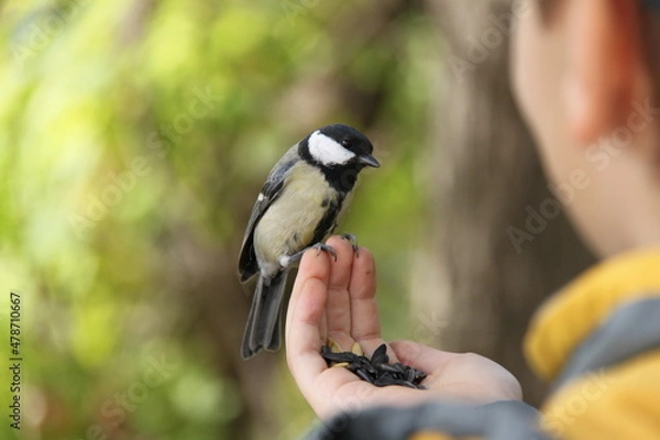 Obraz Bold tit on the arm