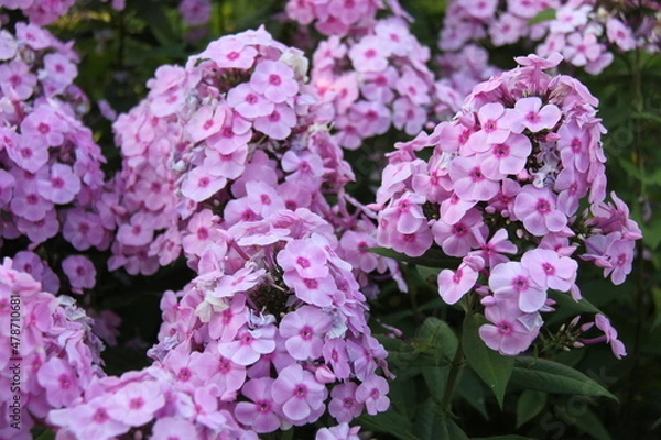 Fototapeta Pink Phlox