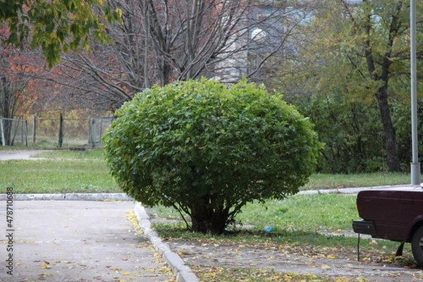 Obraz Ornamental plant in the park
