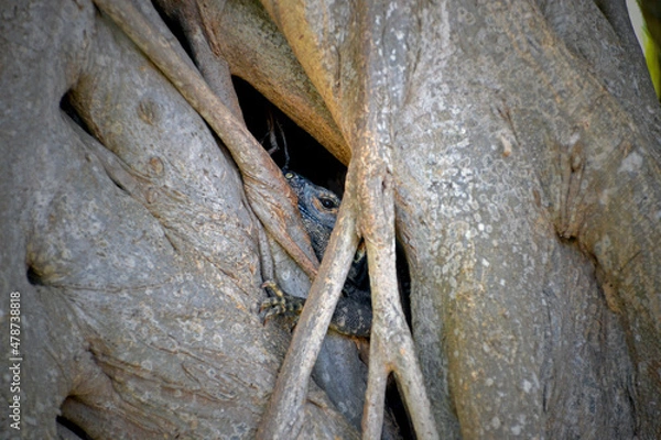 Obraz Leguan versteckt