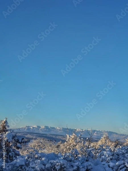 Obraz snow covered trees