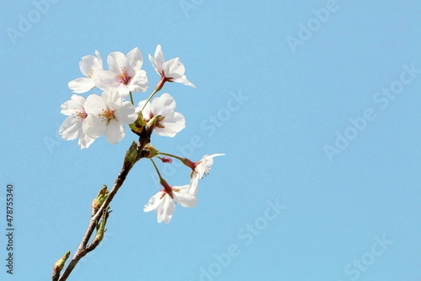 Fototapeta 青空とソメイヨシノ