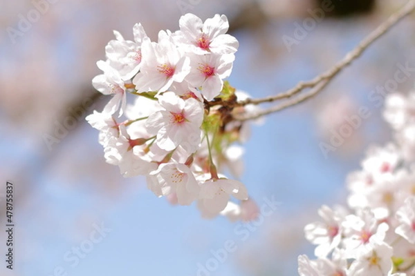 Fototapeta 染井吉野のアップ