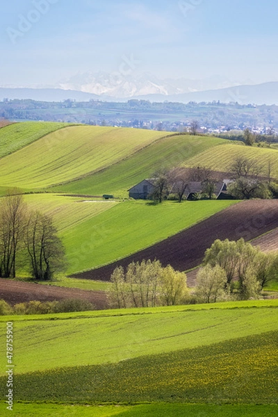 Fototapeta landscape with green fields