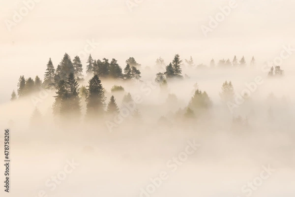 Fototapeta fog in the forest