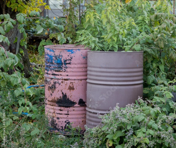 Fototapeta rainwater tank or water butt, woman using a hose connected to a rain collector to water strawberry plants in pot.