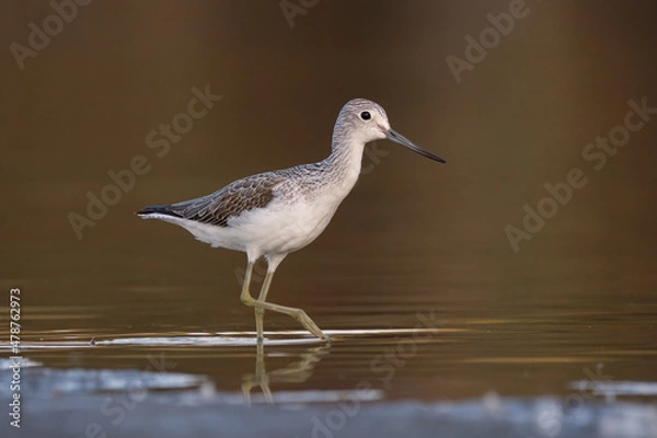Obraz Common greenshank - tringa nebularia on the lake