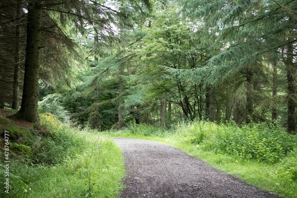 Fototapeta Empty gravel pathway through a woodland forest