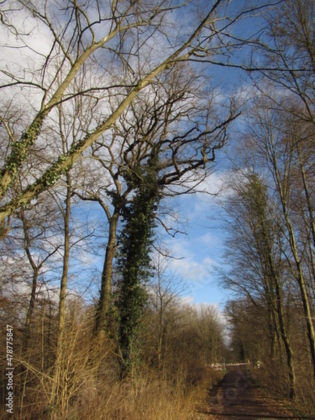 Obraz Baume an einem Waldweg