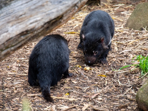 Fototapeta タスマニアデビルの子供たち