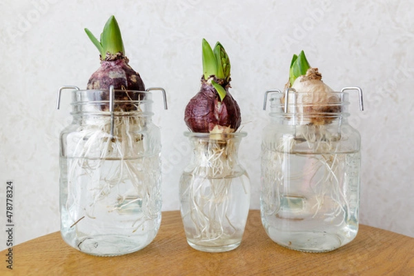 Obraz ヒヤシンス　球根