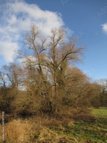 Obraz Baum an einem Bach an einem Feld im Winter