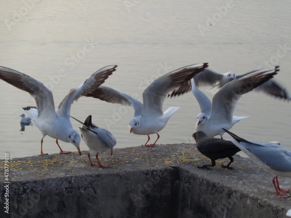 Fototapeta flock of seagulls