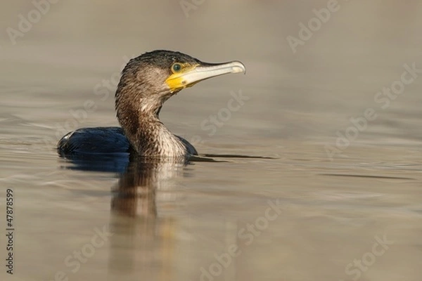 Fototapeta Cormorano