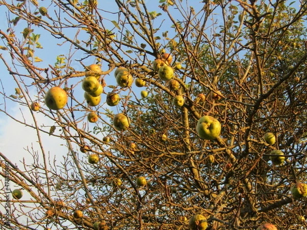 Obraz Crab apple tree