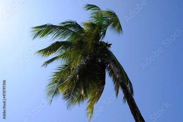 Obraz palm tree against sky
