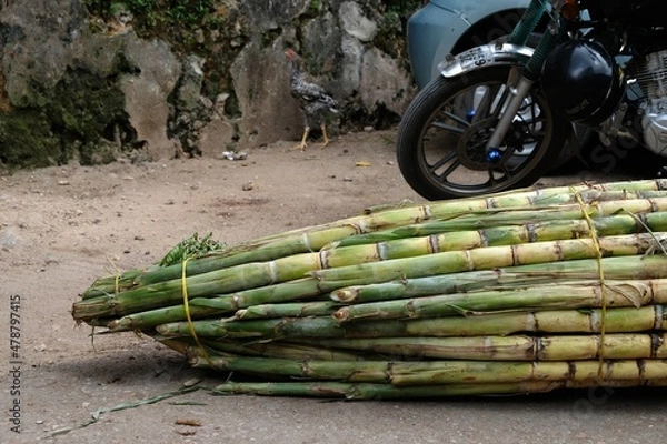 Obraz bamboo on the ground