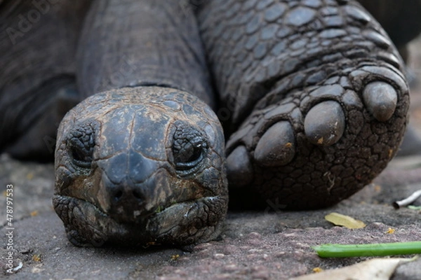 Obraz turtle on the rock