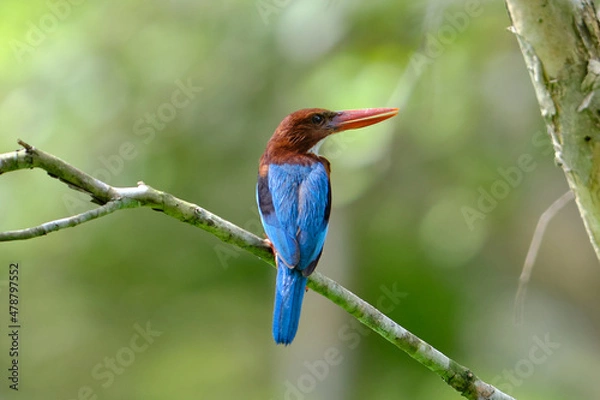 Obraz White-throated Kingfisher