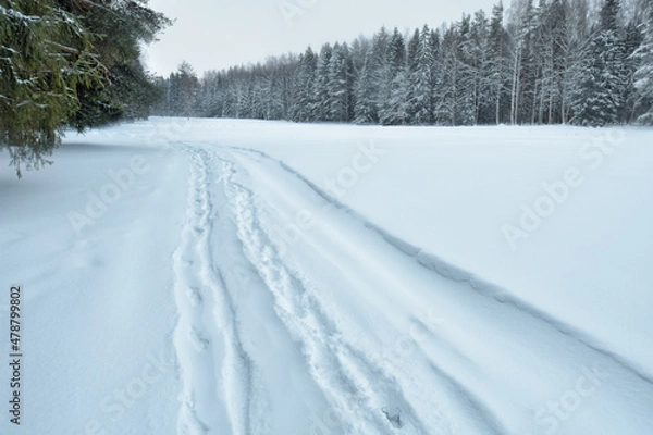 Obraz Winter weather in the forest.