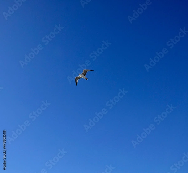 Obraz gull on the sky