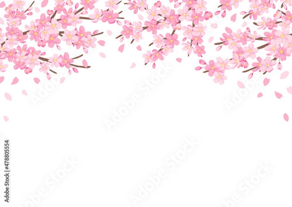 Fototapeta 桜の花のイラスト　背景デザイン　白背景