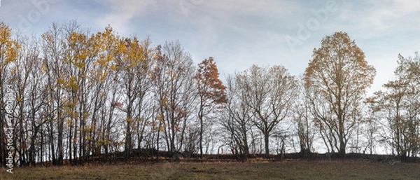 Obraz Trees on horizon