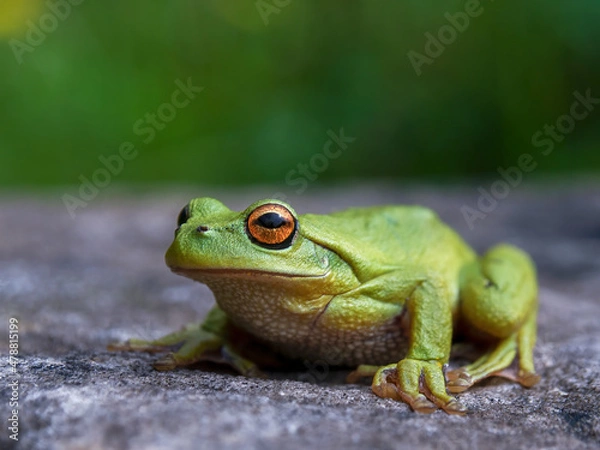 Fototapeta Macro photography of a green dotted tree frog resting on a rock, near the colonial town of Villa de Leyva in central Colombia.