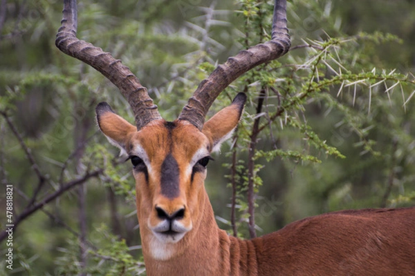 Obraz impala antelope in kruger national park