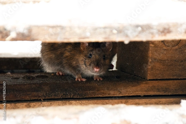 Fototapeta the rat is hiding under the boards and looking for food