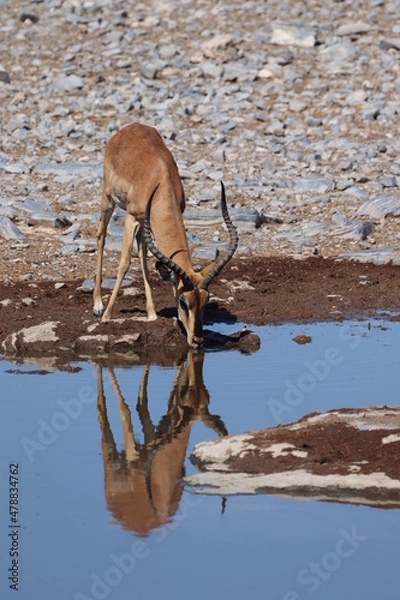 Fototapeta Drinking Impala in Etosha National Park, Namibia