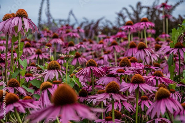 Fototapeta Blumenwiese
