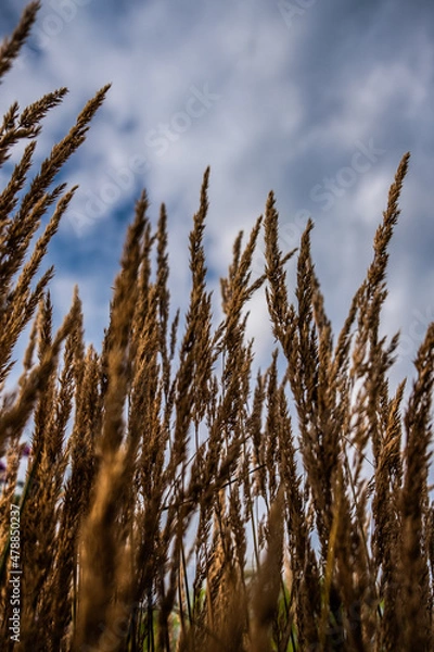 Fototapeta Kornweide 
