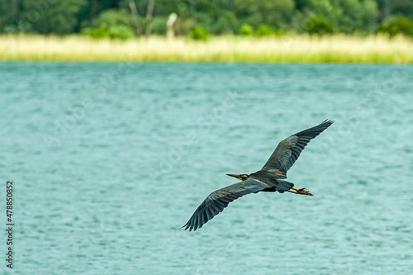 Fototapeta Rohrdommel