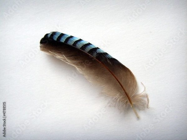 Fototapeta Jay feather.