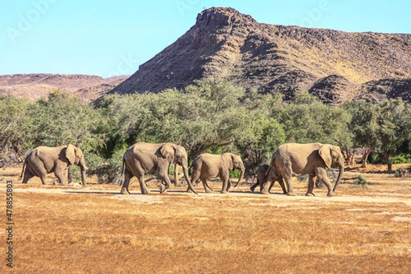 Obraz A small breeding family group of Desert Adapted Elephants wandering across the Damaraland desert in an endless search for water during Namibia's scorching dry season.