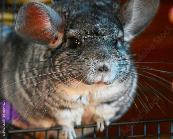 Obraz Chinchilla