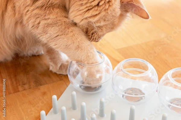 Fototapeta Close up of an adorable cat trying to catch a crunch. Funny kitty playing with treats. Cat with a challenging toys for feline. Stimulating treats games for kitten.