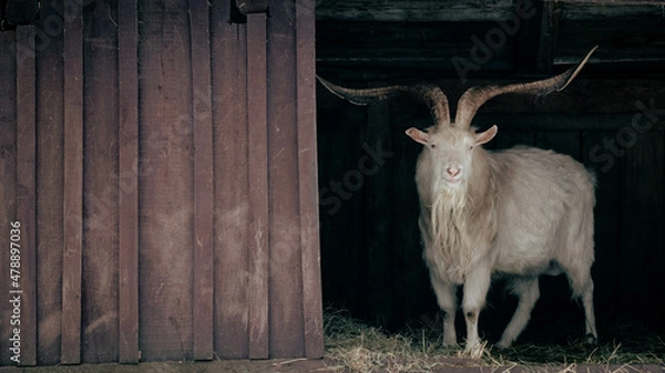 Obraz goat on the farm