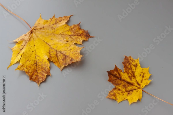 Obraz Two maple leafs in artistic composition on a gray background. Copy-space