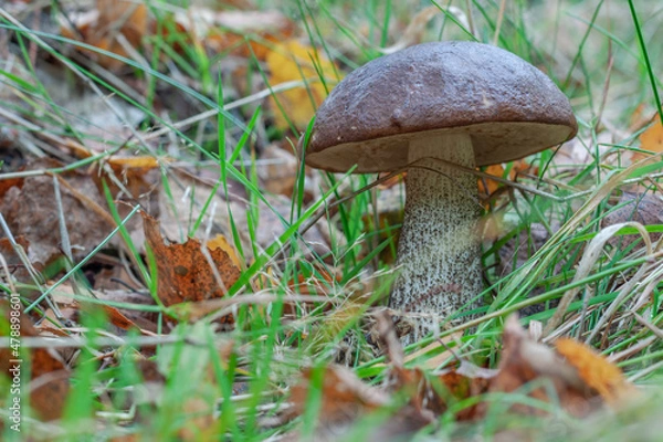 Obraz Kozak grzybowy w lesie otoczony trawą i żółtymi liśćmi. Ścieśniać. Kopiuj miejsce. Jedzenie organiczne