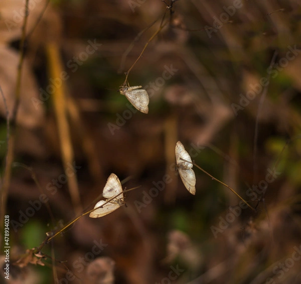 Fototapeta butterfly on grass