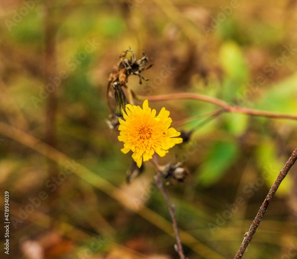 Fototapeta insect on flower